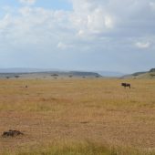  The Serengeti, TZ